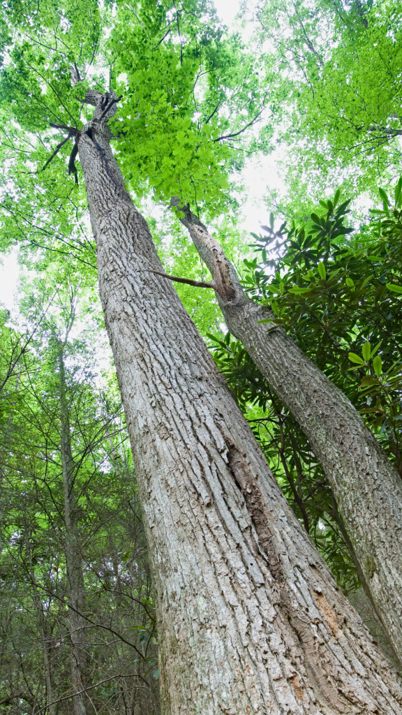Stilte en natuur, Dao