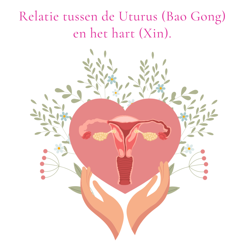 Relatie tussen de uturus (Bao Gong) en het hart (Xin) TCM TCG Traditionele Chinese Geneeskunde
