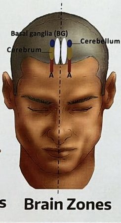 Yamamoto New Scalp Acupuncture (YNSA)