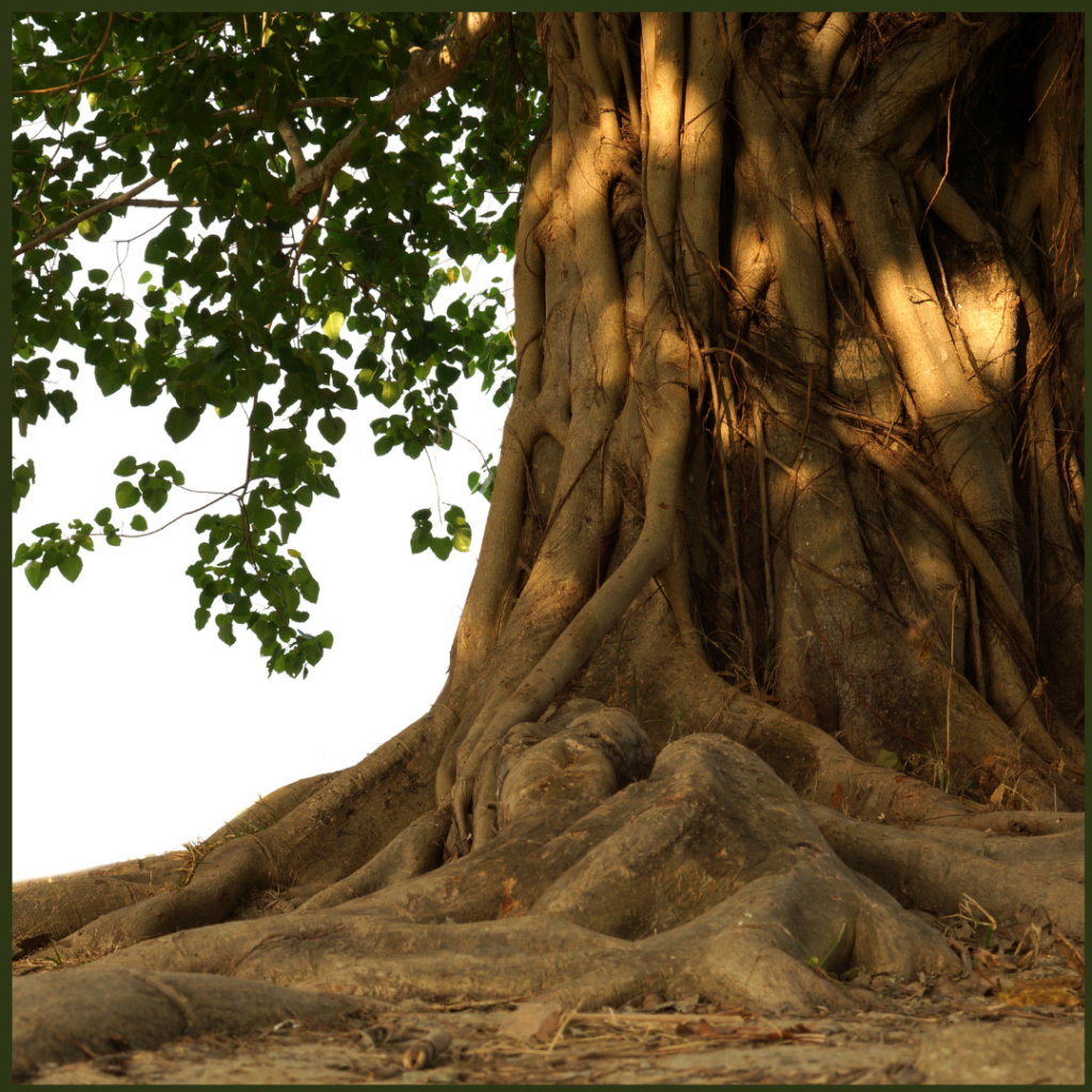 Boddhi tree boom van kennis, boom van verlichting TCM